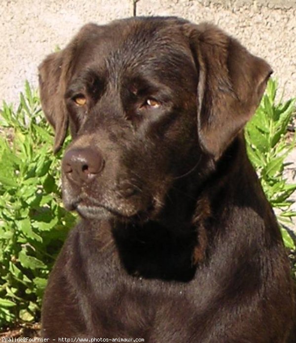 Photo de Labrador retriever