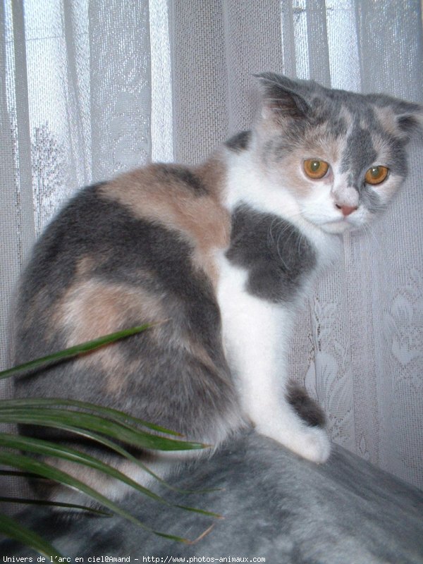 Photo de Scottish fold