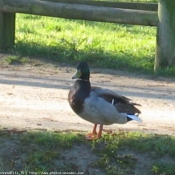 Photo de Canard