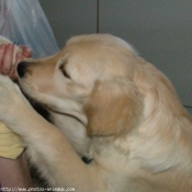 Photo de Golden retriever