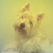 Photo de West highland white terrier