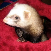 Photo de Furet