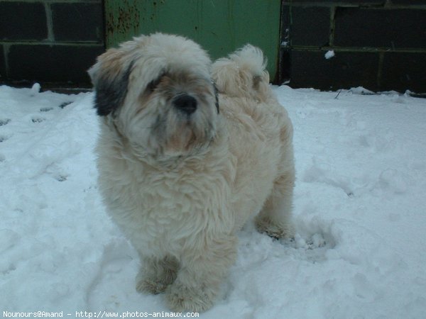 Photo de Lhassa apso