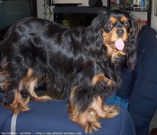 Photo de Cavalier king charles spaniel