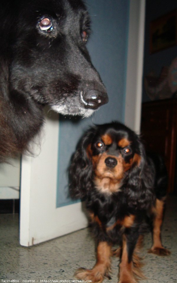 Photo de Cavalier king charles spaniel