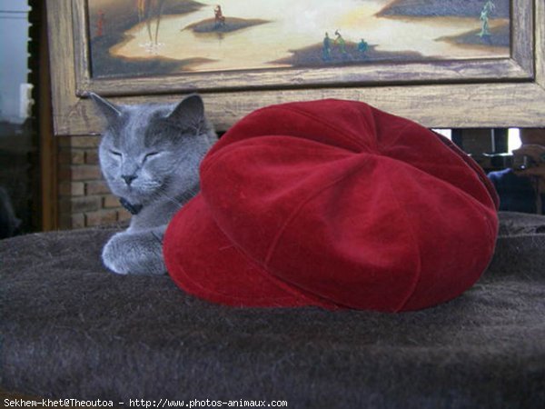 Photo de Chartreux