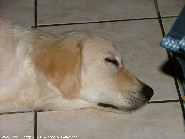 Photo de Golden retriever