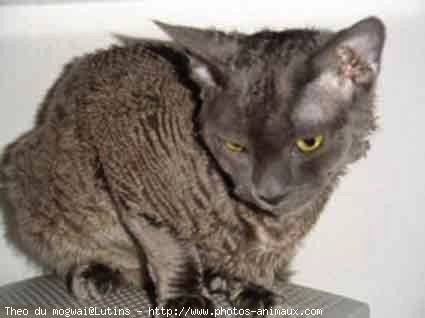 Photo de Devon rex