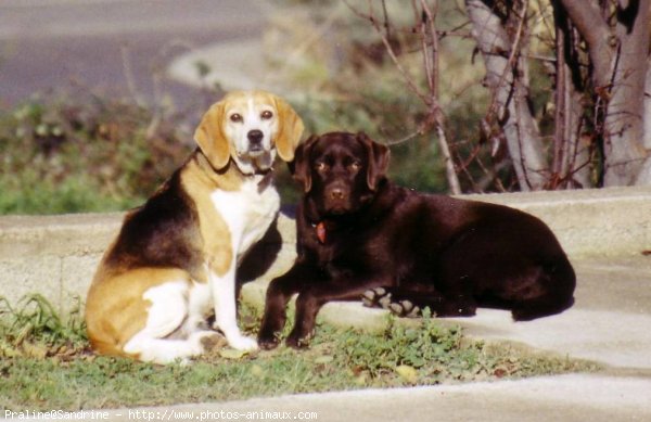 Photo de Labrador retriever