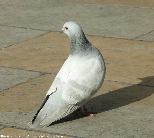 Photo de Pigeon