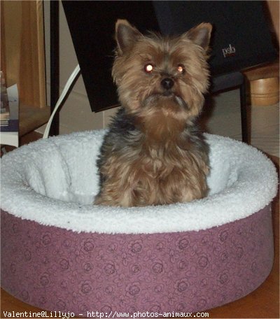 Photo de Yorkshire terrier