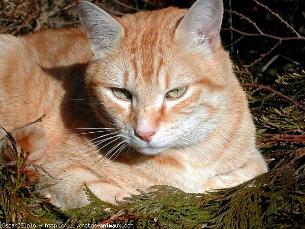 Photo de Chat domestique