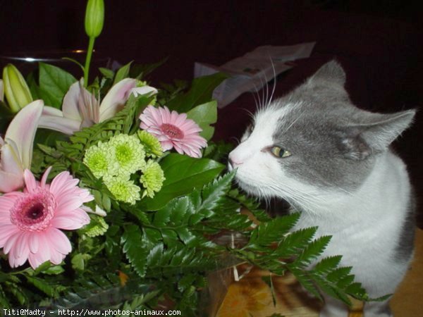 Photo de Chat domestique