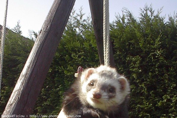 Photo de Furet