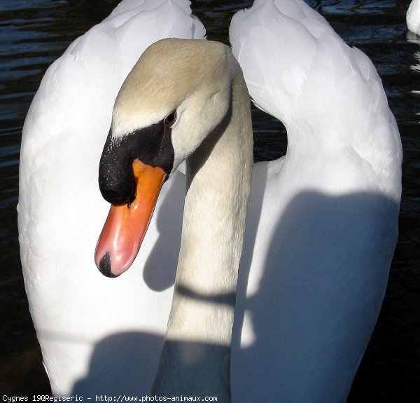 Photo de Cygne