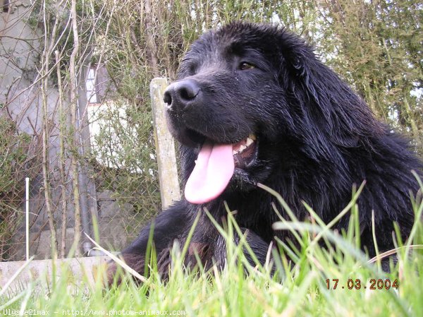 Photo de Chien de terre-neuve