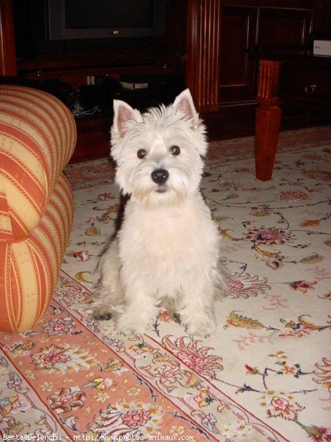 Photo de West highland white terrier