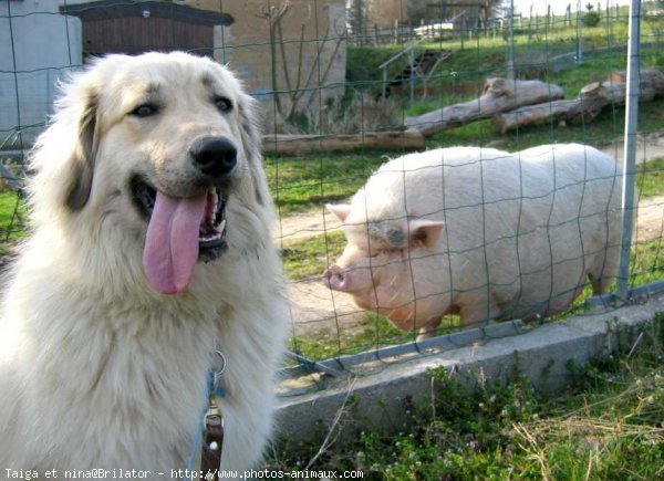 Photo de Chien de berger yougoslave de charplanina