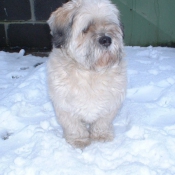 Photo de Lhassa apso