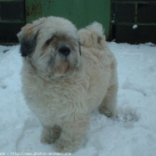 Photo de Lhassa apso