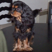 Photo de Cavalier king charles spaniel