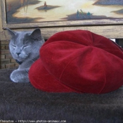 Photo de Chartreux