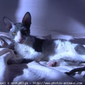 Photo de Cornish rex