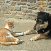 Photo de Races diffrentes