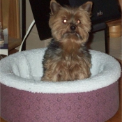 Photo de Yorkshire terrier