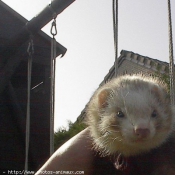 Photo de Furet