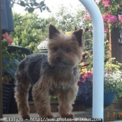 Photo de Yorkshire terrier