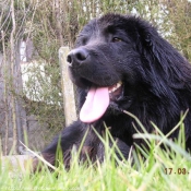 Photo de Chien de terre-neuve