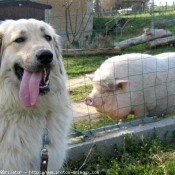 Photo de Chien de berger yougoslave de charplanina