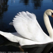 Photo de Cygne