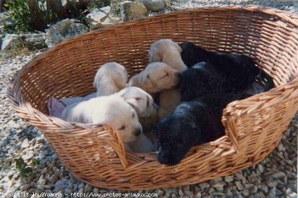 Photo de Labrador retriever