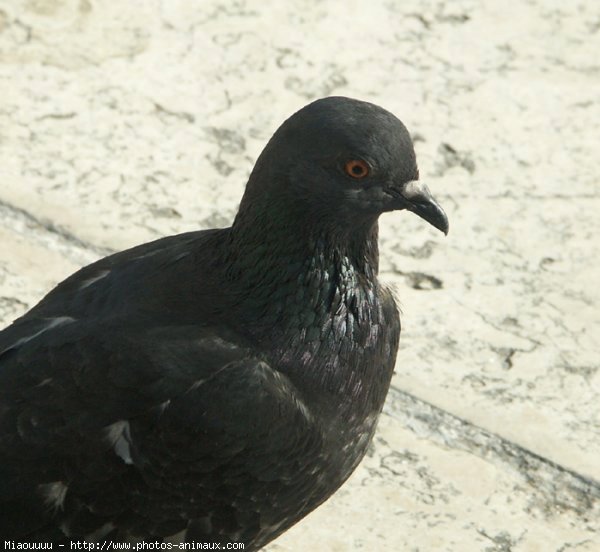 Photo de Pigeon