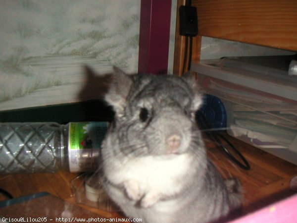 Photo de Chinchilla