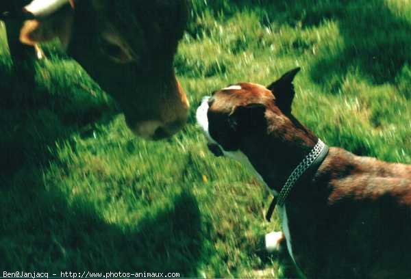 Photo de Boxer