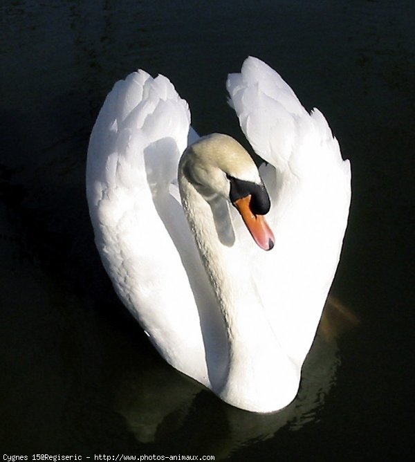 Photo de Cygne