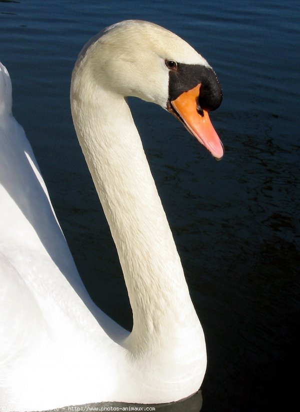 Photo de Cygne