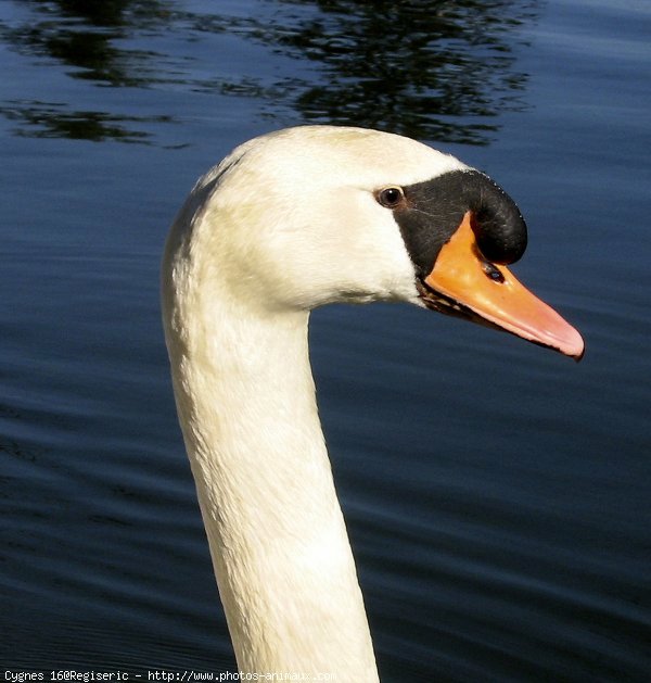 Photo de Cygne