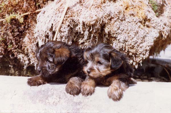 Photo de Yorkshire terrier