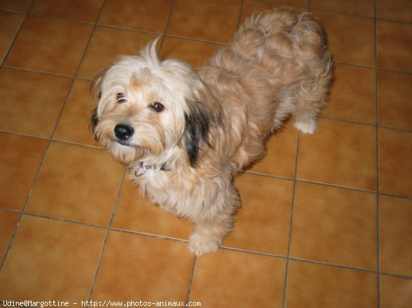 Photo de Chien de berger des pyrenes  poil long