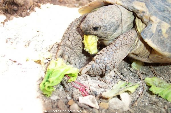 Photo de Tortue