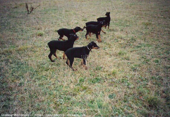 Photo de Dobermann