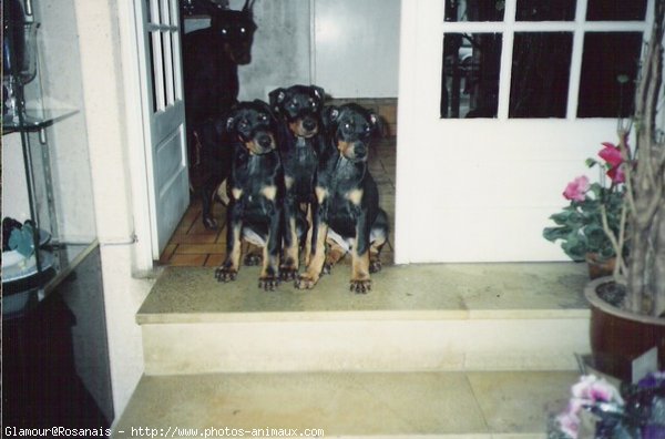 Photo de Dobermann