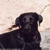 Photo de Labrador retriever