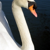 Photo de Cygne