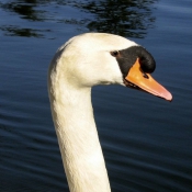 Photo de Cygne