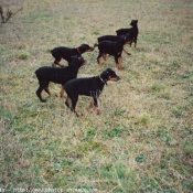 Photo de Dobermann